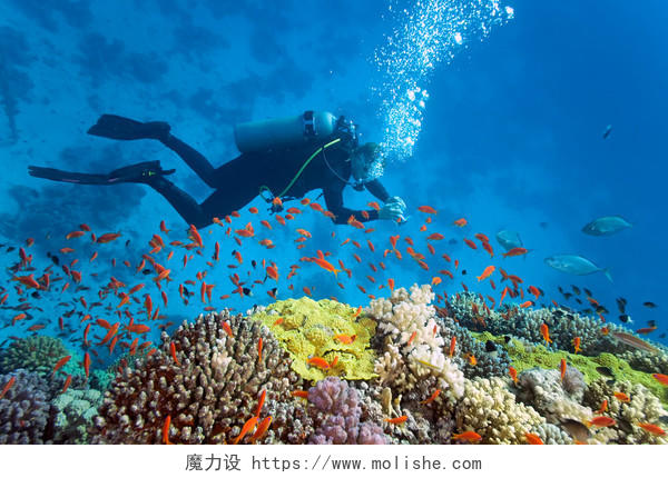 潜水员海洋大海水下画面热带鱼观赏鱼动物海洋动物